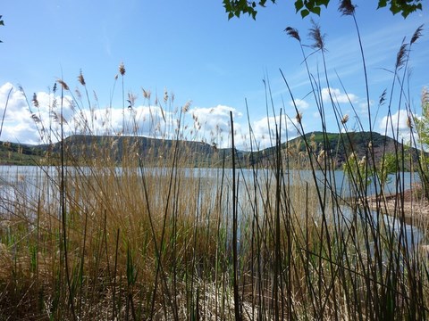 Roselières au bord du Salagou