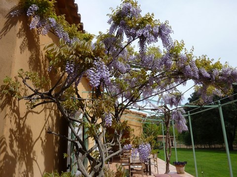 Glycine en avril à La Genestière