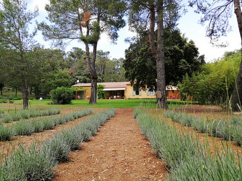 champ de lavande de la Maison  d hôtes La Genestière.