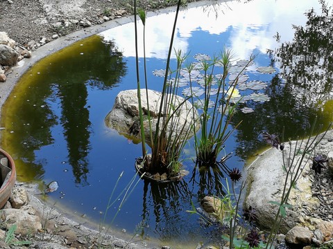 Chambre d hotes La Genestière: papyrus et nénuphars dans le bassin