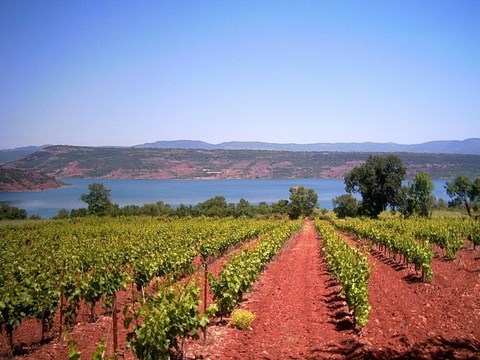 A Salasc les vignes sont cultivées sur la ruffe rouge des bords du lac du Salagou.