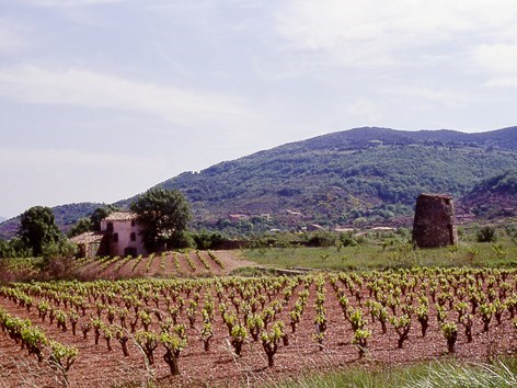 Vignes proches du lac-du-Salagou