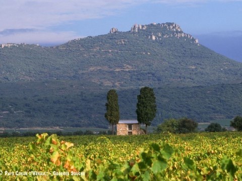 Coteaux du Languedoc